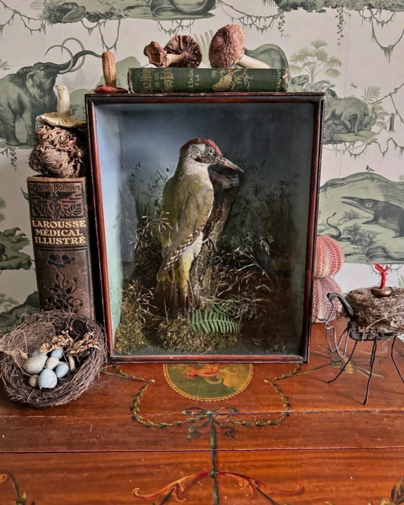 Victorian Woodpecker Diorama - Image 2