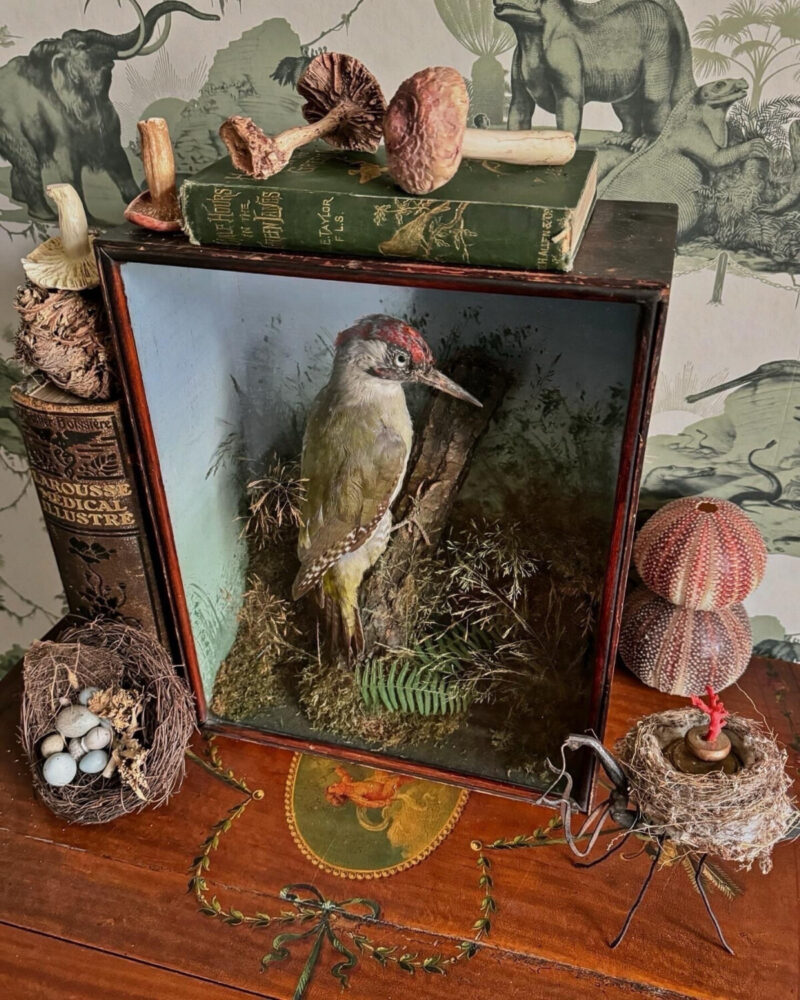 Victorian Woodpecker Diorama - Image 3