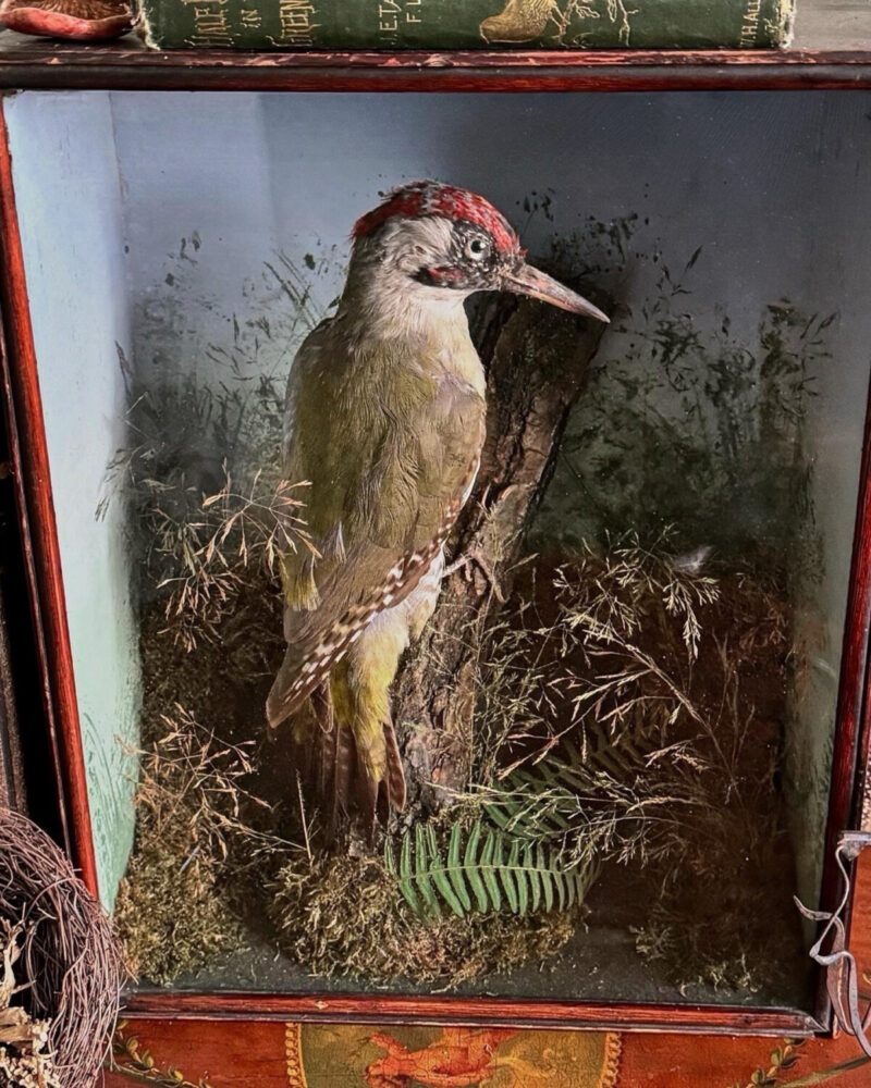 Victorian Woodpecker Diorama - Image 4