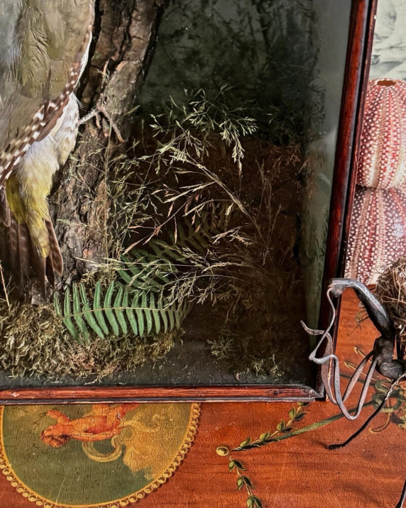 Victorian Woodpecker Diorama - Image 5