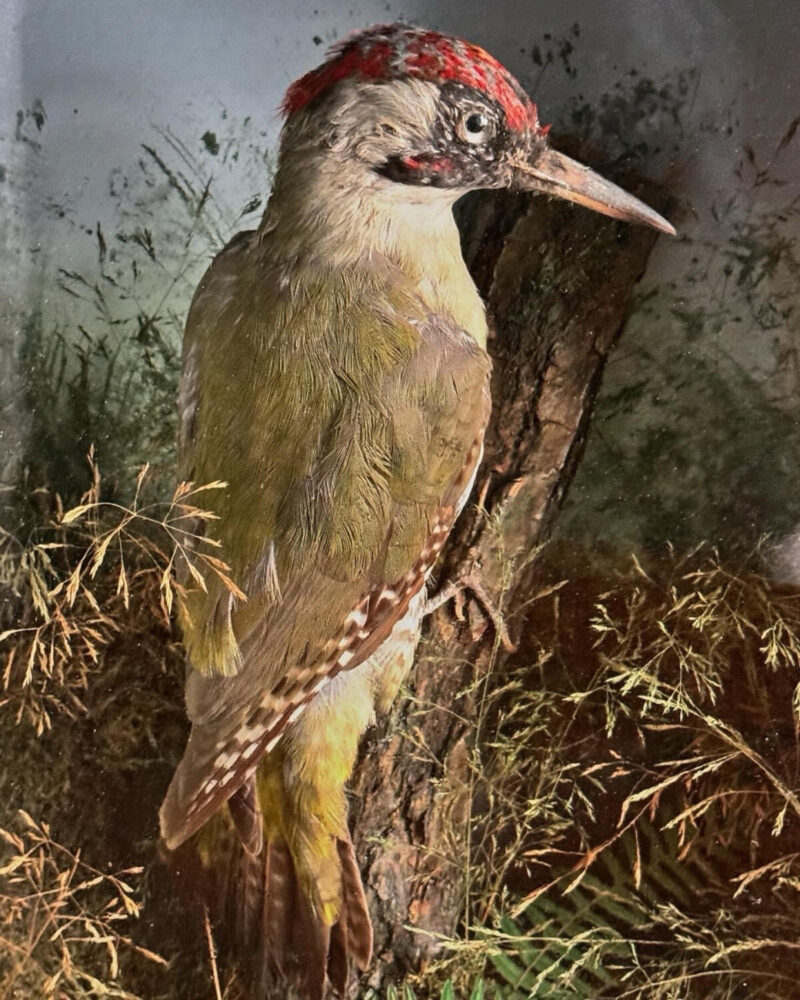 Victorian Woodpecker Diorama - Image 6