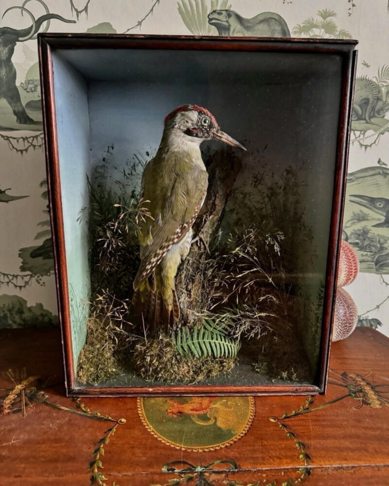 Victorian Woodpecker Diorama - Image 7