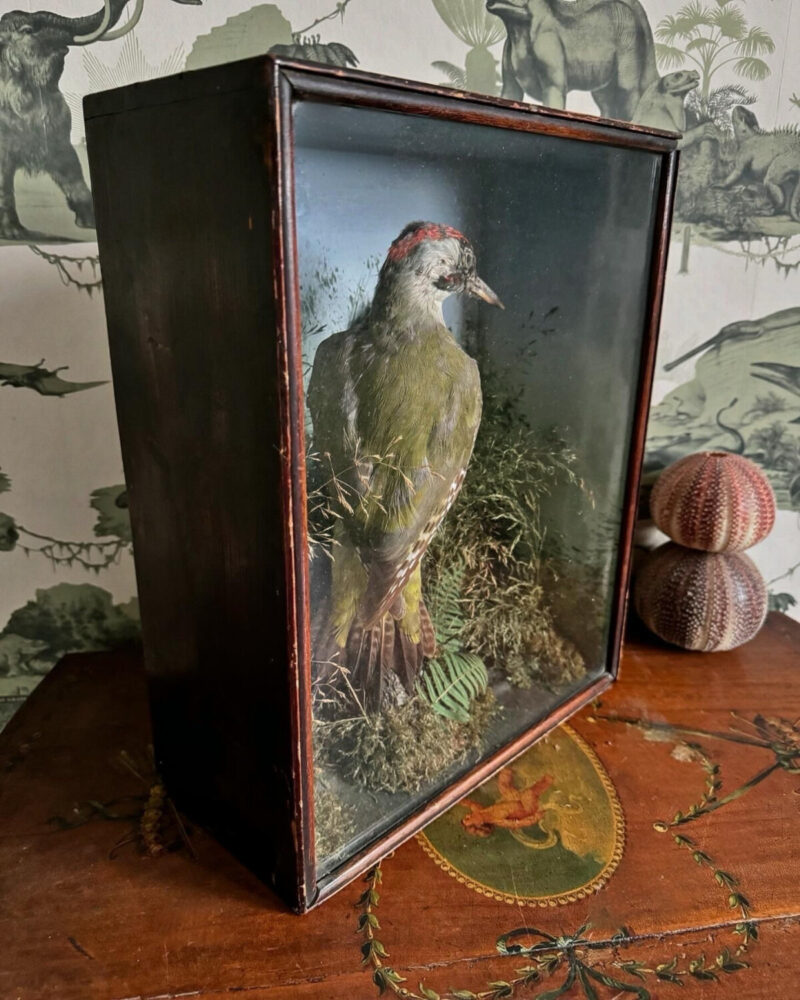 Victorian Woodpecker Diorama - Image 8