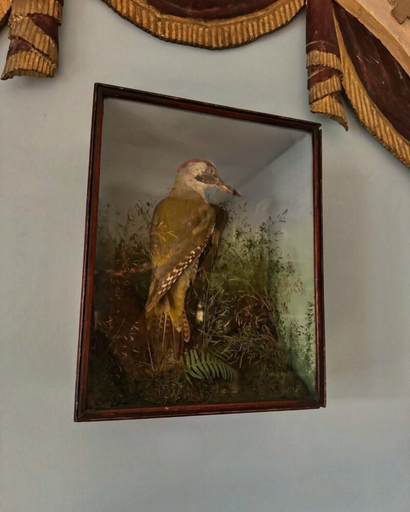 Victorian Woodpecker Diorama - Image 9