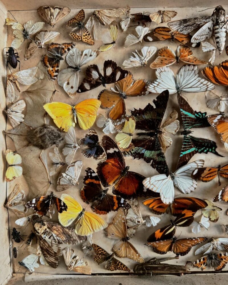 Victorian Entomology Collection Display - Image 6