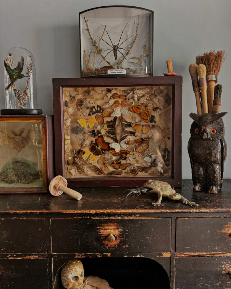 Victorian Entomology Collection Display
