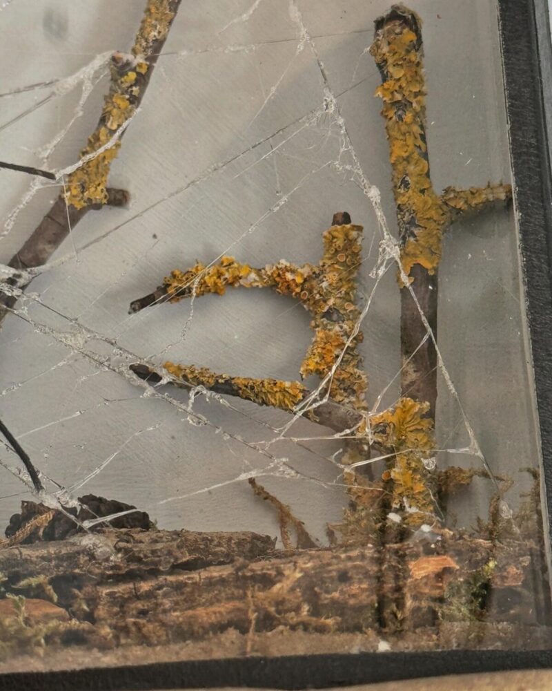 Taxidermy Orb Spider Diorama - Image 9