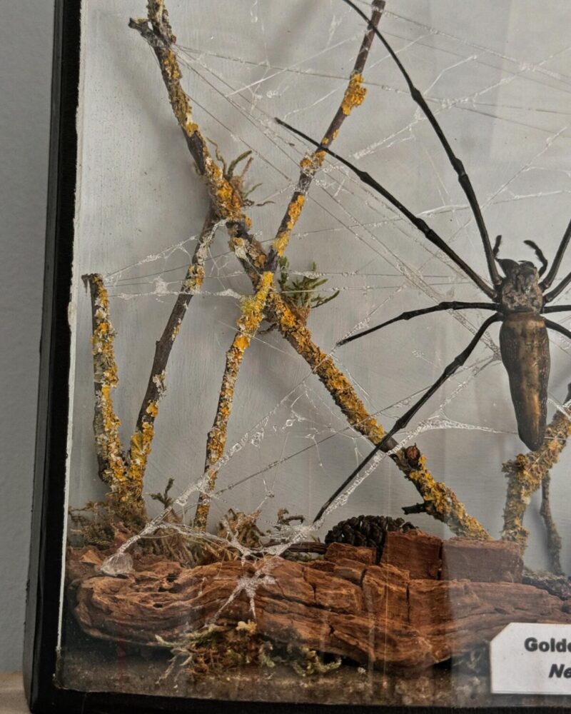 Taxidermy Orb Spider Diorama - Image 7