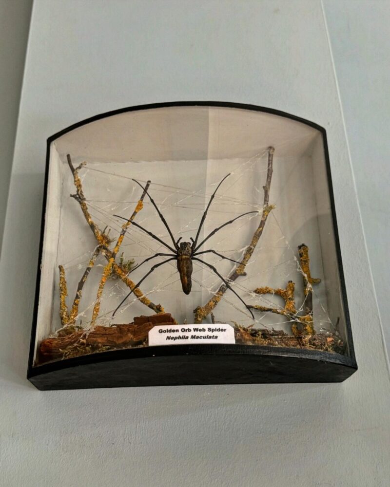 Taxidermy Orb Spider Diorama - Image 5