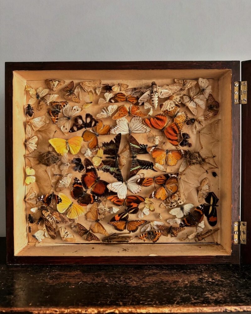 Victorian Entomology Collection Display - Image 9