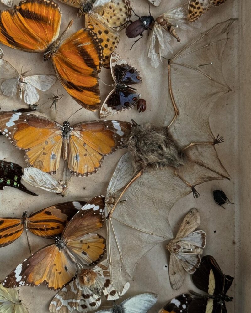 Victorian Entomology Collection Display - Image 7