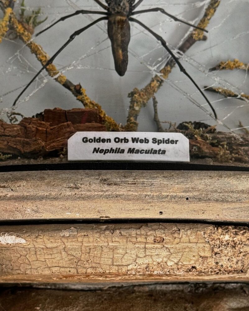 Taxidermy Orb Spider Diorama - Image 4