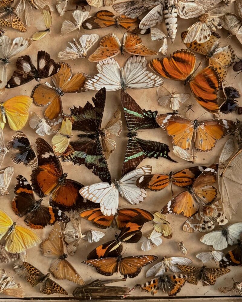 Victorian Entomology Collection Display - Image 5