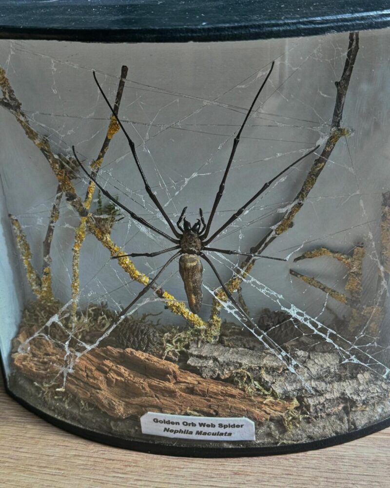 Taxidermy Orb Spider Diorama - Image 8