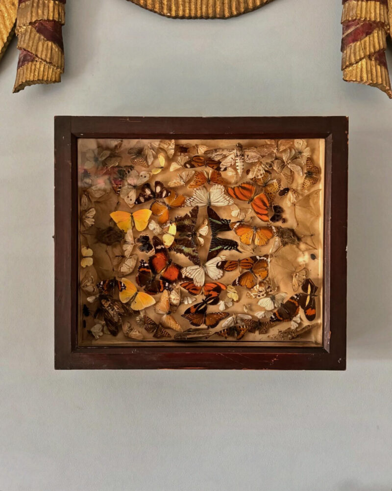 Victorian Entomology Collection Display - Image 13