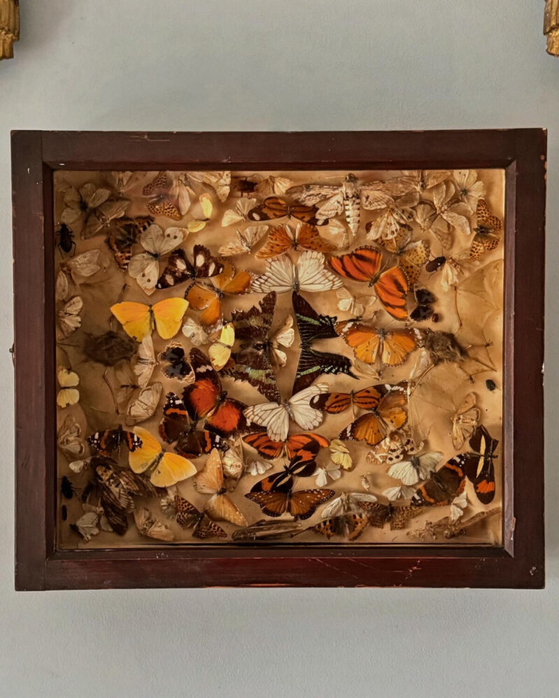 Victorian Entomology Collection Display - Image 12