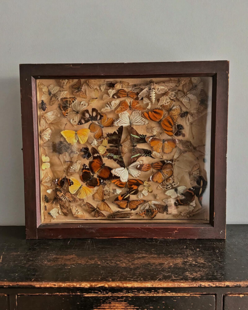 Victorian Entomology Collection Display - Image 3