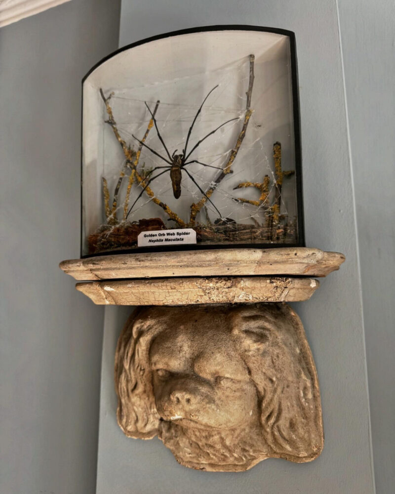 Taxidermy Orb Spider Diorama - Image 2