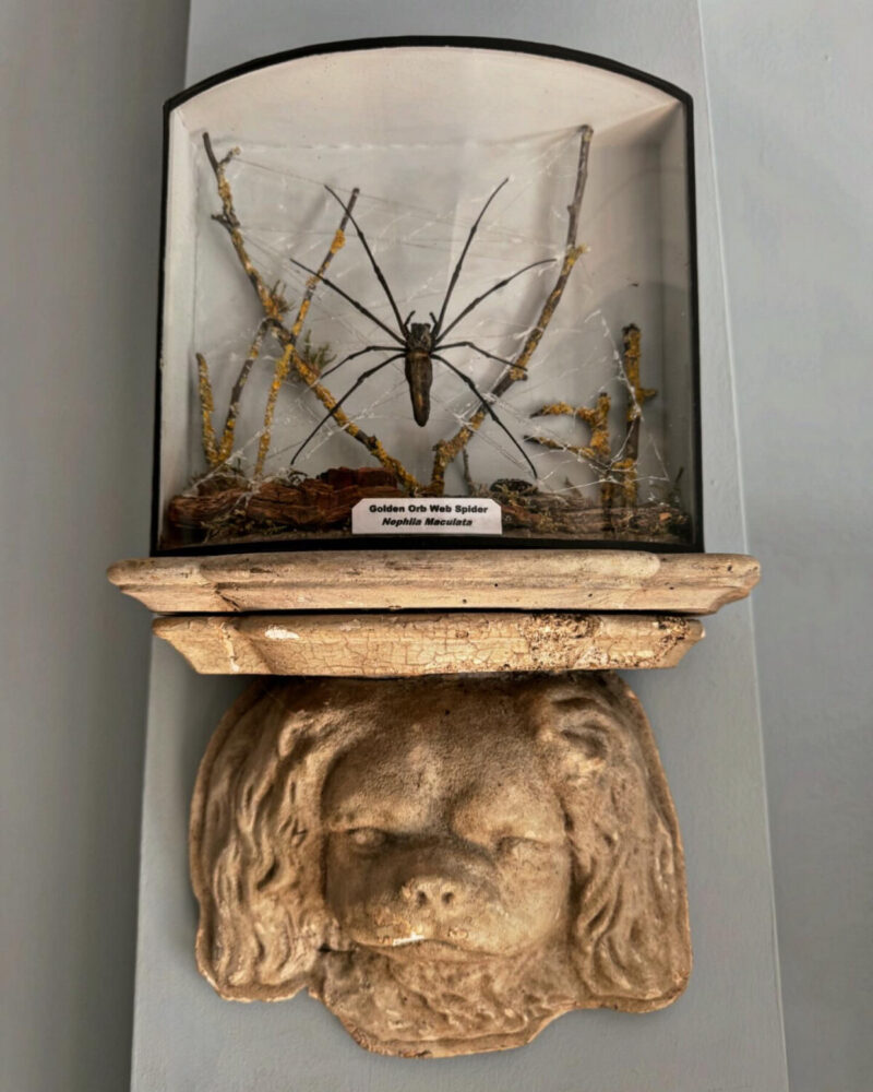 Taxidermy Orb Spider Diorama