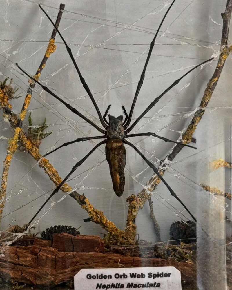 Taxidermy Orb Spider Diorama - Image 3