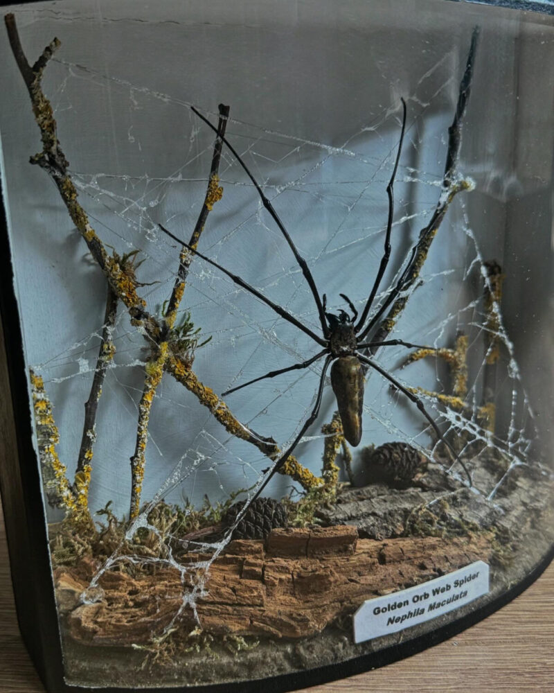 Taxidermy Orb Spider Diorama - Image 11