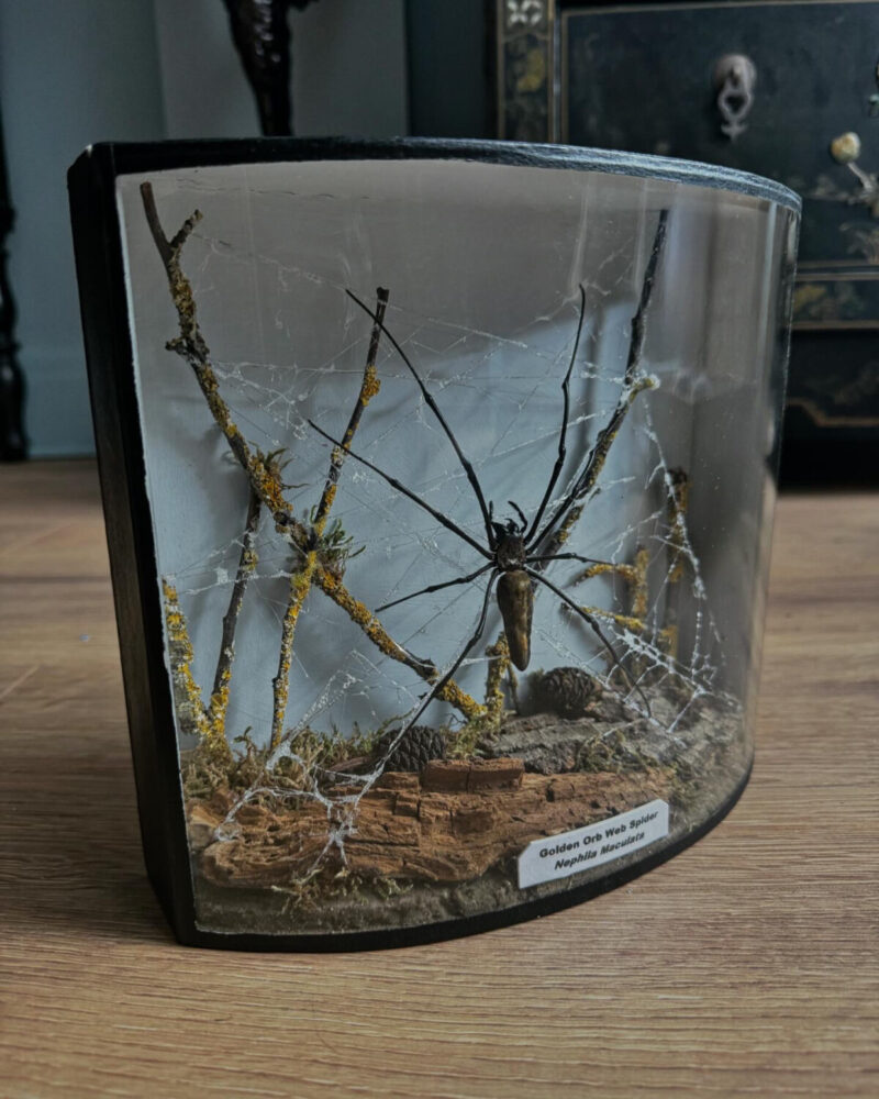Taxidermy Orb Spider Diorama - Image 10