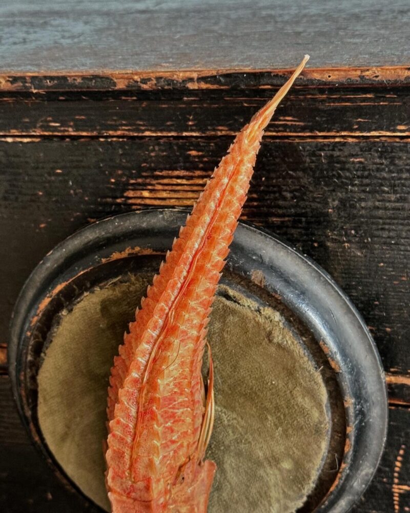 Mounted Armoured Sea Robin Specimen - Image 9