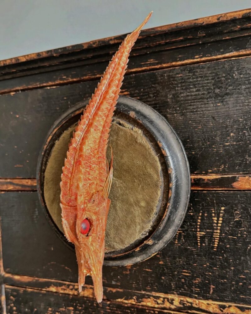 Mounted Armoured Sea Robin Specimen - Image 5