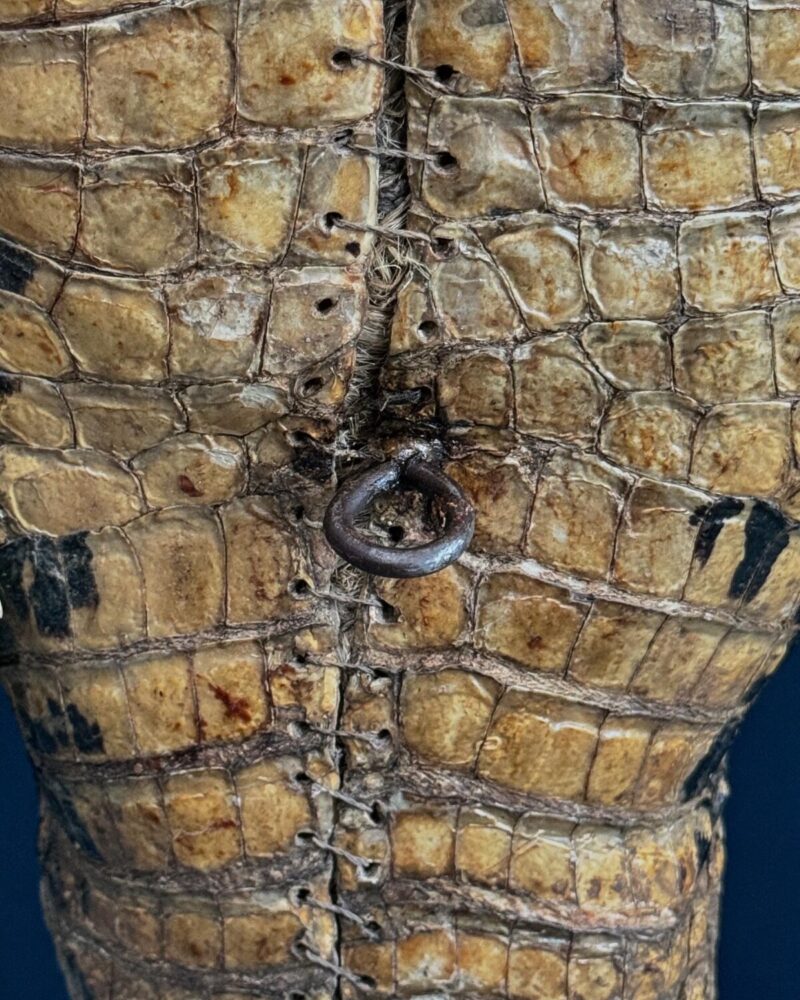 Victorian Taxidermy Crocodile - Image 4