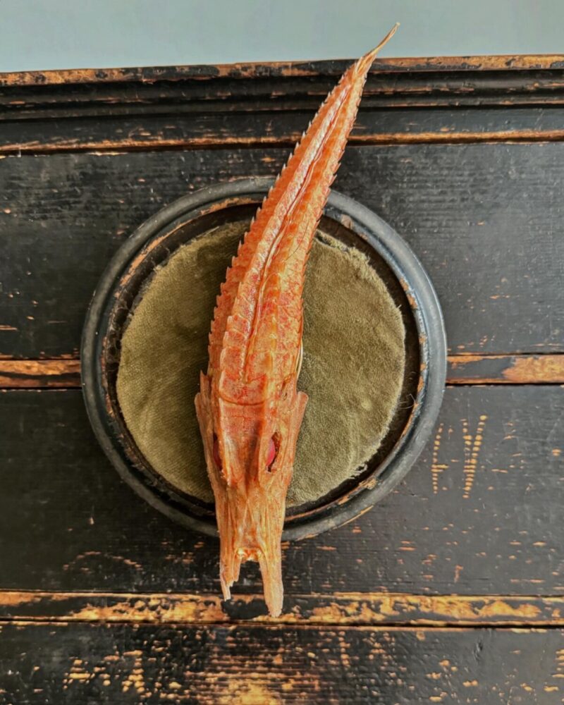 Mounted Armoured Sea Robin Specimen - Image 3