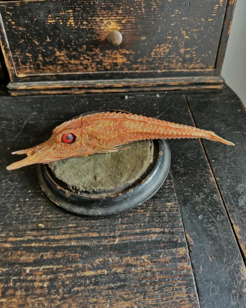 Mounted Armoured Sea Robin Specimen