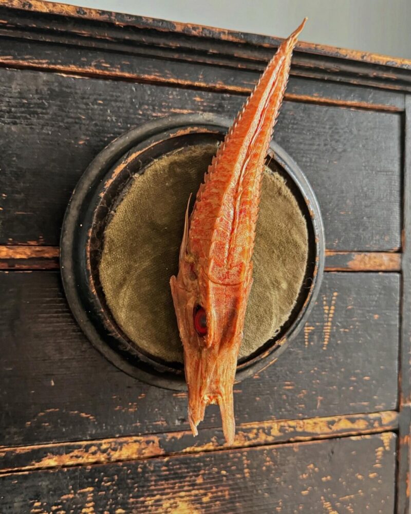 Mounted Armoured Sea Robin Specimen - Image 7