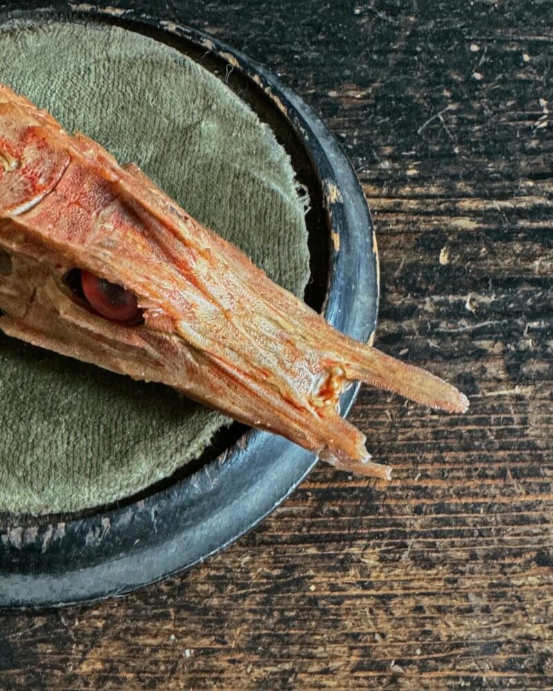Mounted Armoured Sea Robin Specimen - Image 8