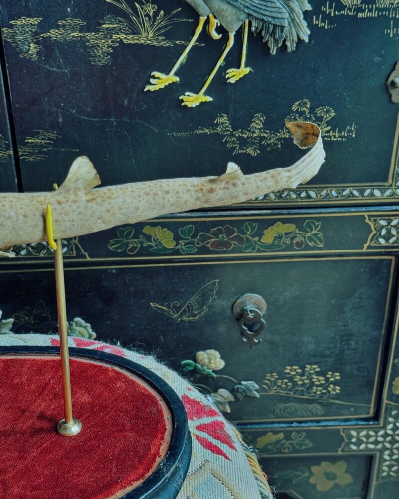 Taxidermy Dog Fish Shark Mount - Image 8