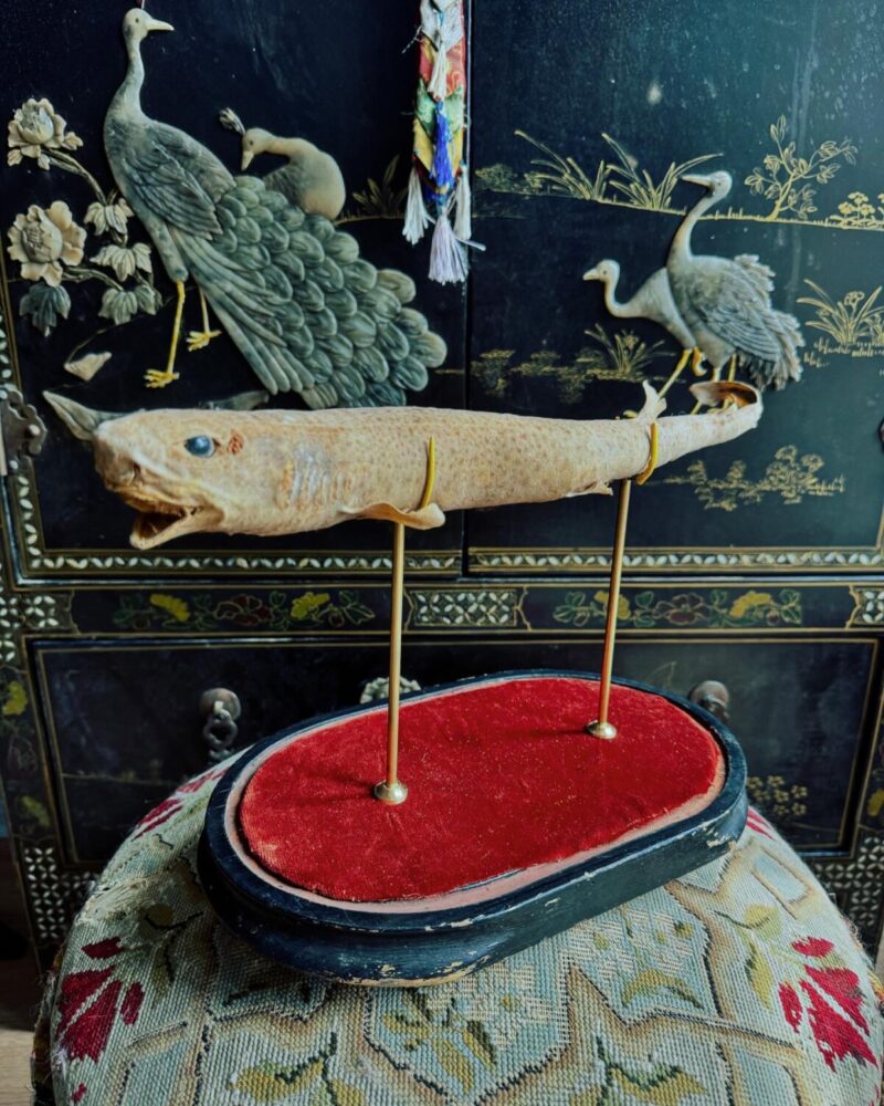 Taxidermy Dog Fish Shark Mount