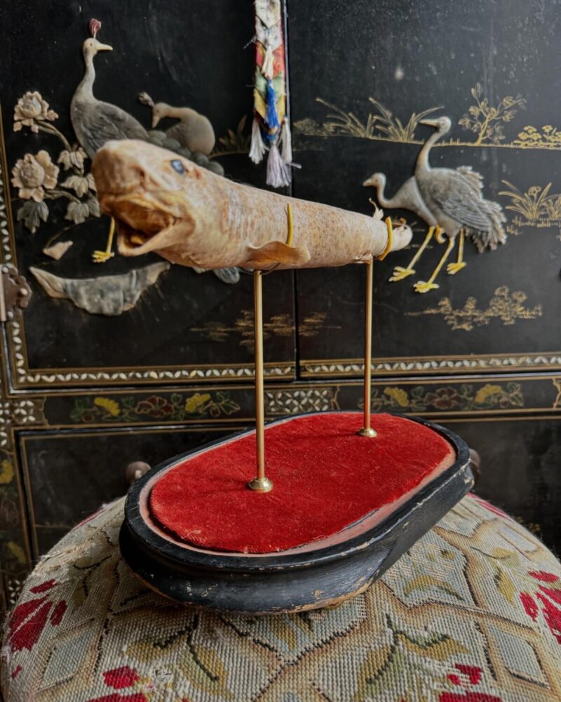 Taxidermy Dog Fish Shark Mount - Image 2
