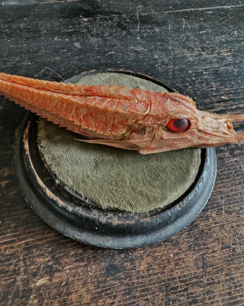 Mounted Armoured Sea Robin Specimen - Image 4