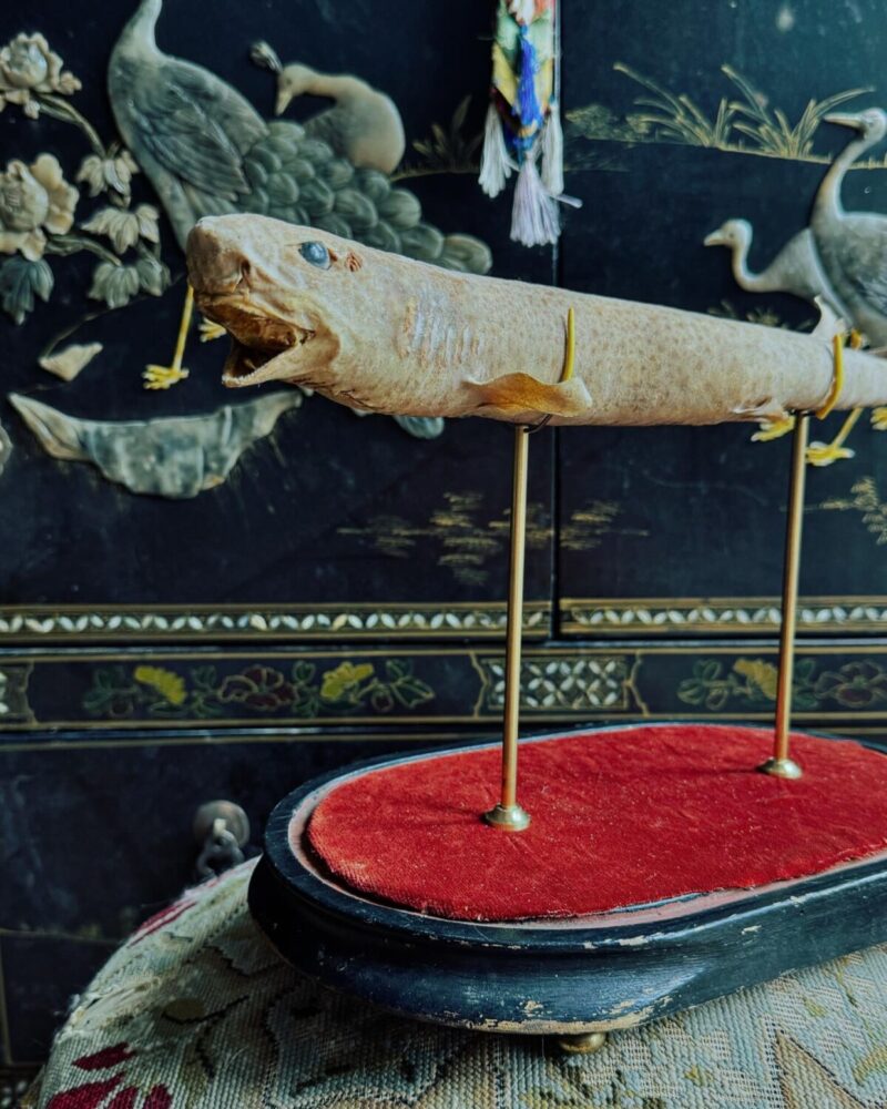Taxidermy Dog Fish Shark Mount - Image 3