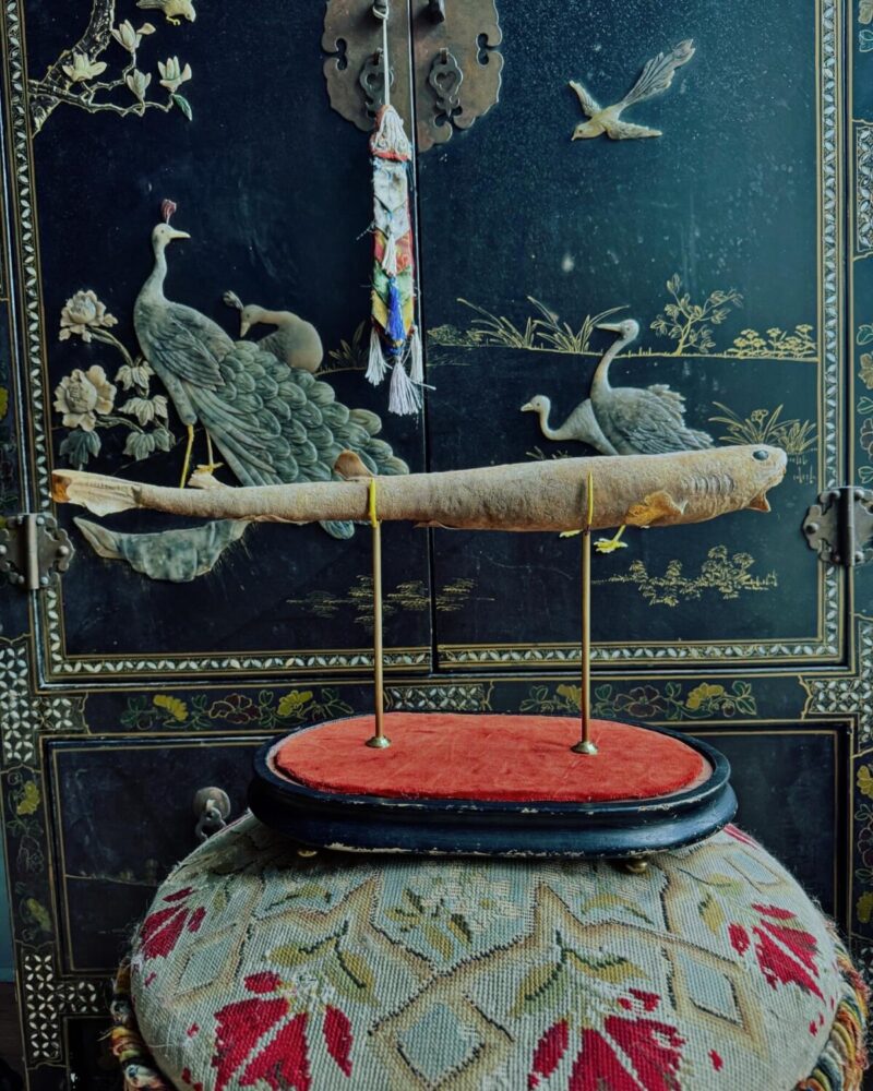Taxidermy Dog Fish Shark Mount - Image 7