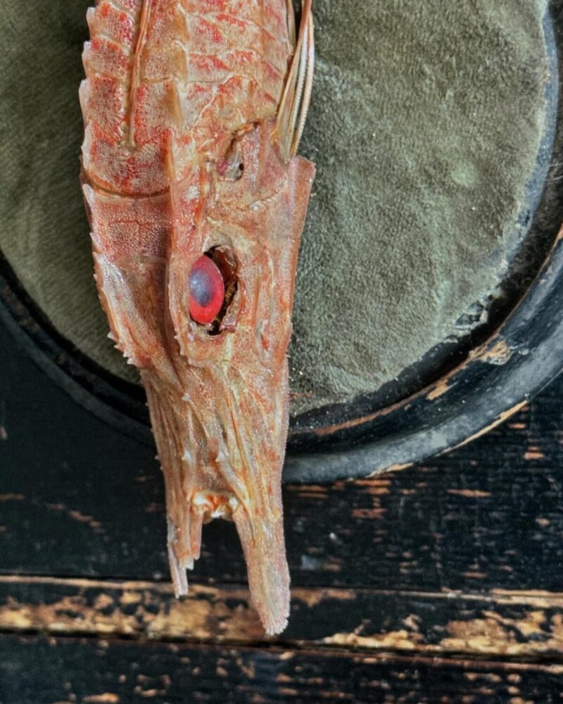 Mounted Armoured Sea Robin Specimen - Image 6