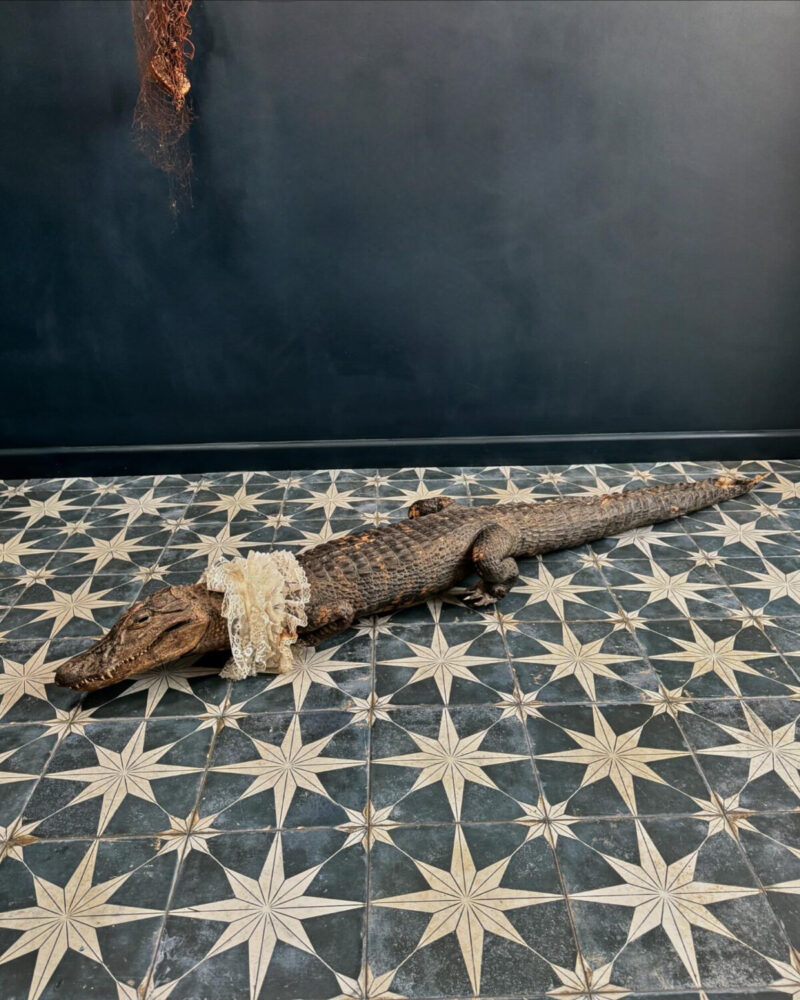 Victorian Taxidermy Crocodile - Image 11
