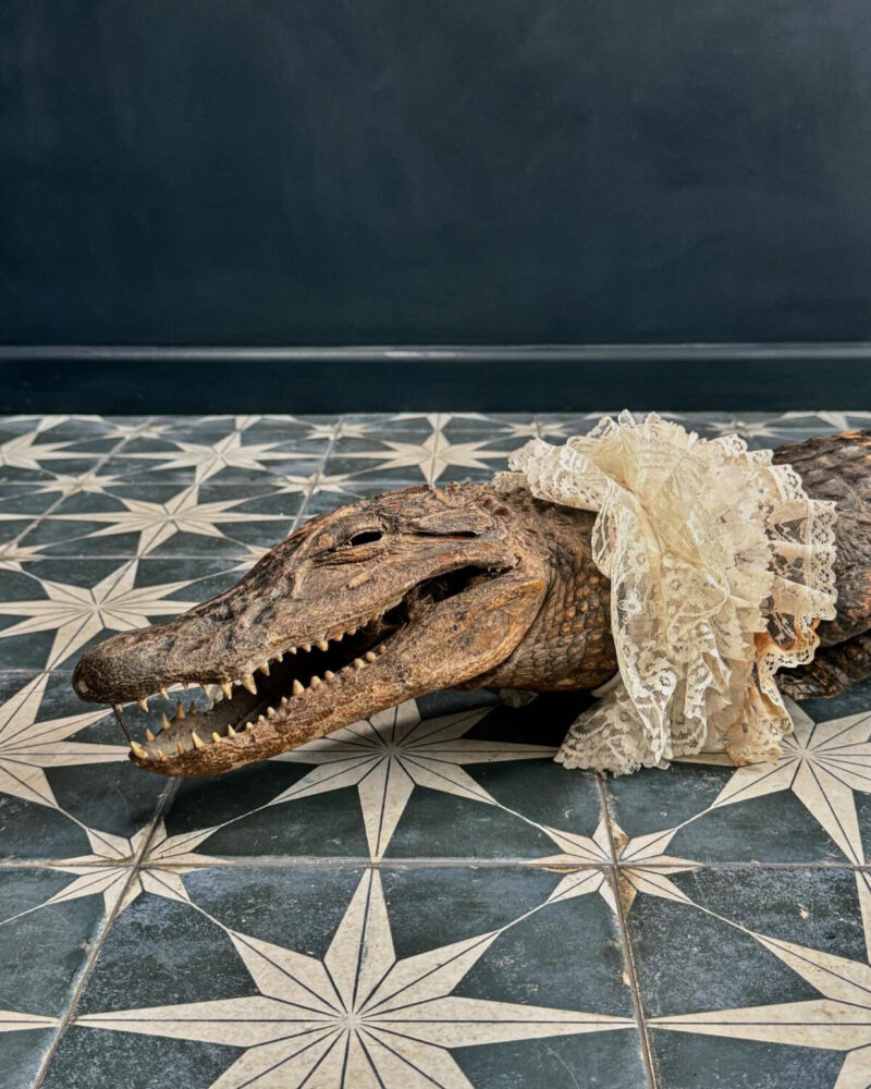 Victorian Taxidermy Crocodile - Image 12