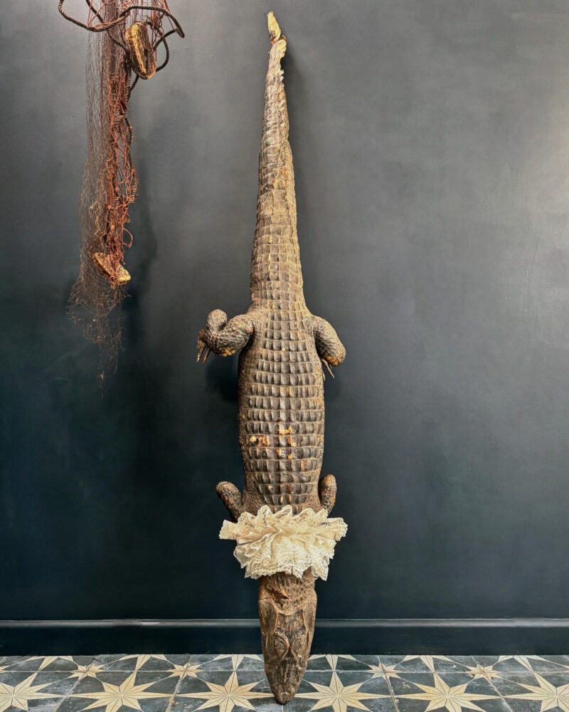 Victorian Taxidermy Crocodile - Image 3