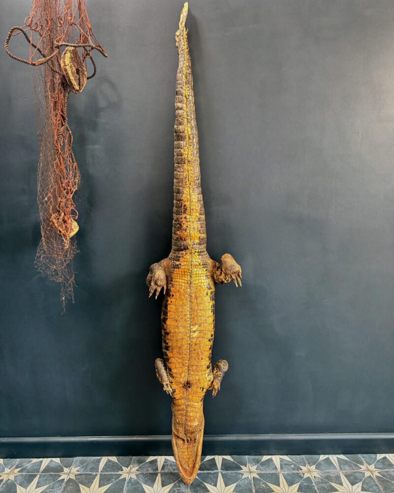 Victorian Taxidermy Crocodile - Image 13