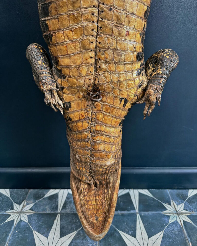 Victorian Taxidermy Crocodile - Image 14