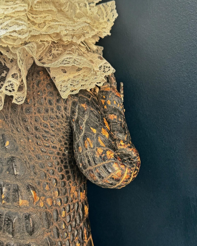 Victorian Taxidermy Crocodile - Image 5