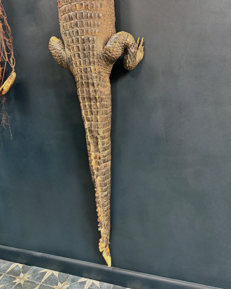 Victorian Taxidermy Crocodile - Image 10