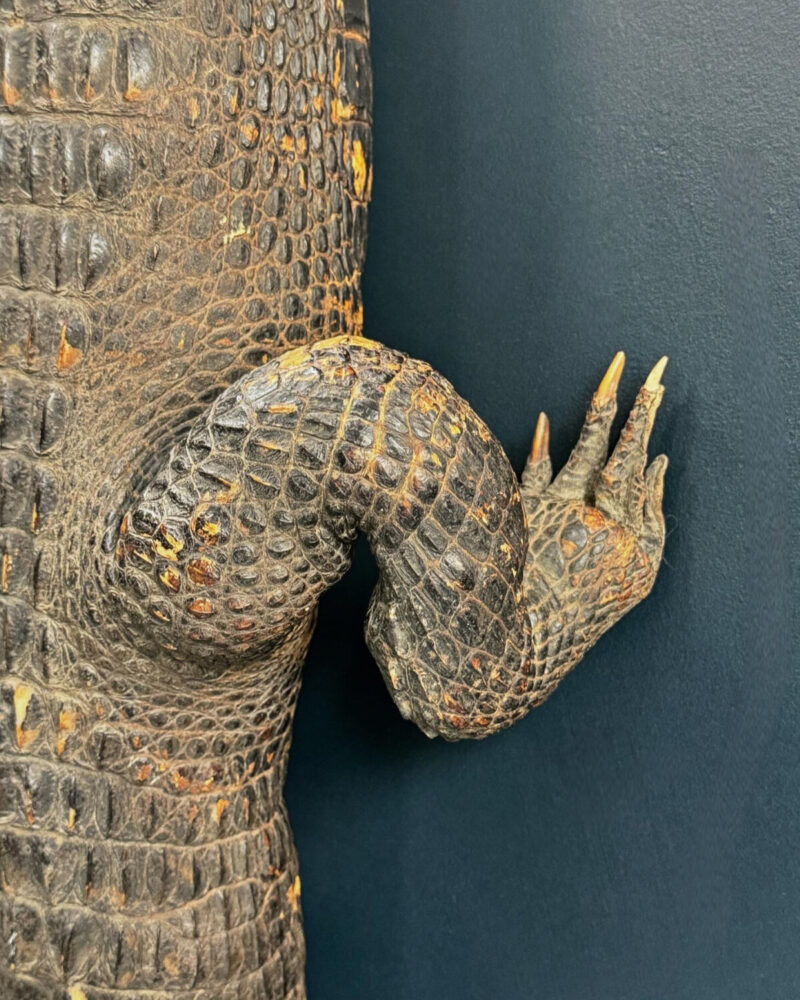Victorian Taxidermy Crocodile - Image 9