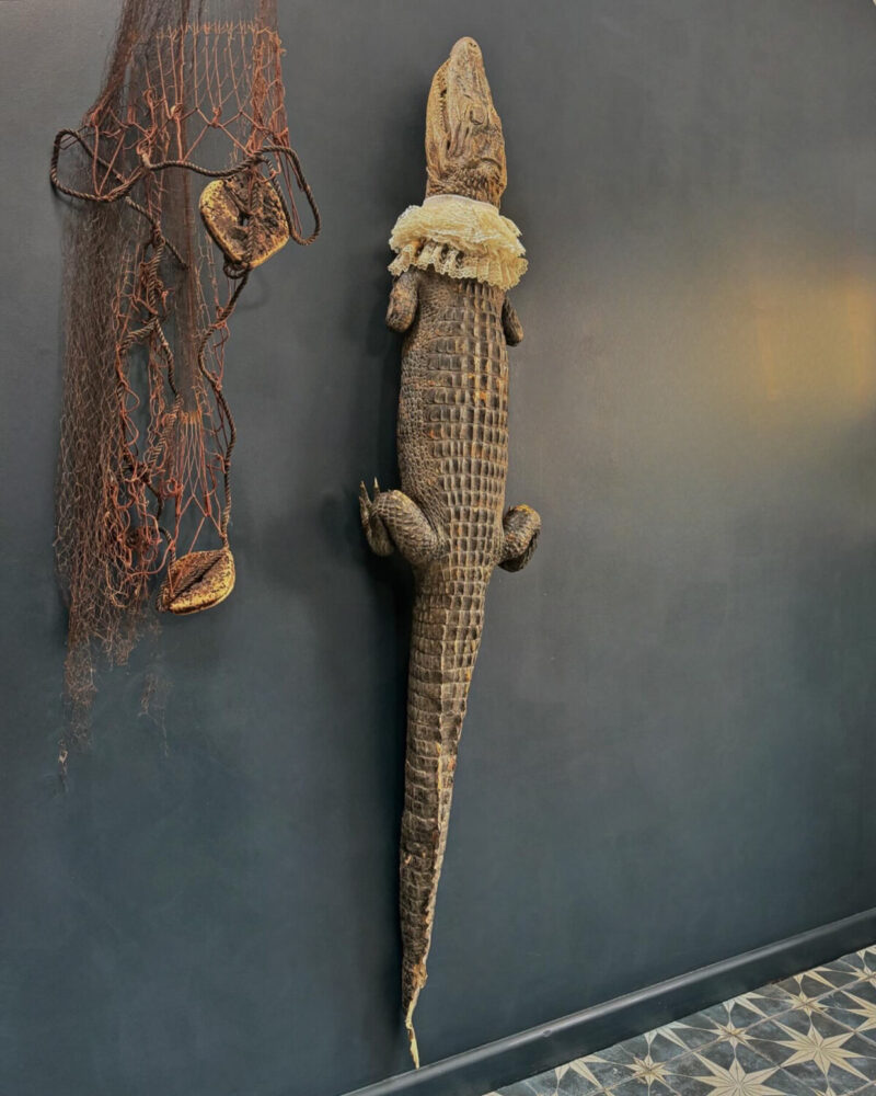 Victorian Taxidermy Crocodile - Image 2