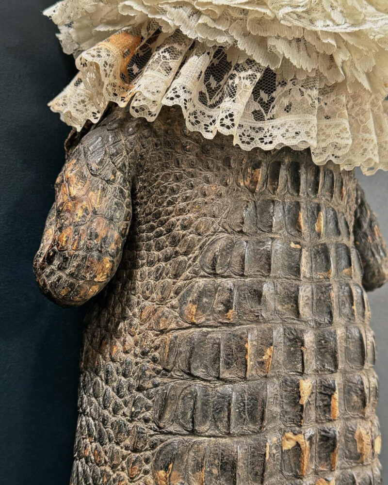 Victorian Taxidermy Crocodile - Image 6